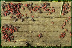 Box Elder Bugs