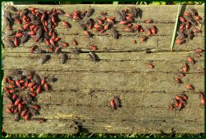 box-elder-bugs