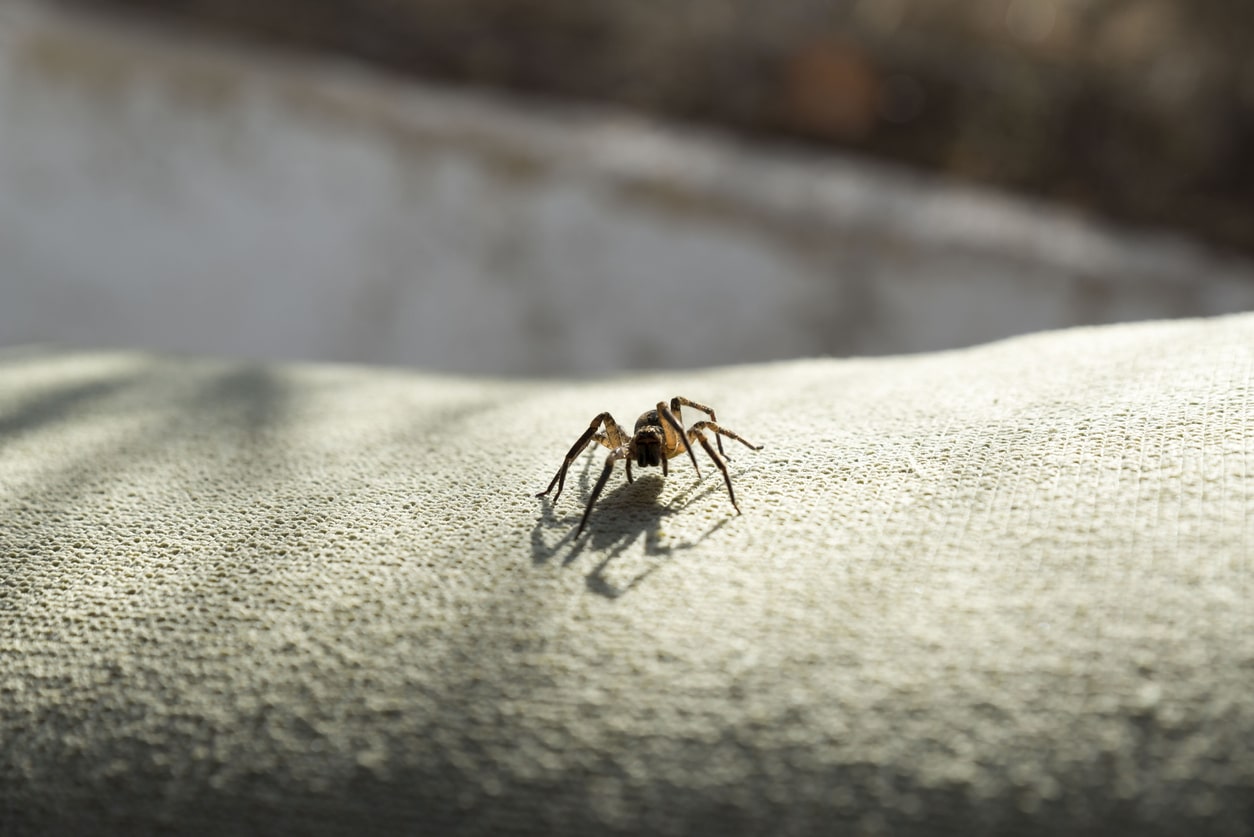 spider-pest-control-in-Eau-Claire-WI