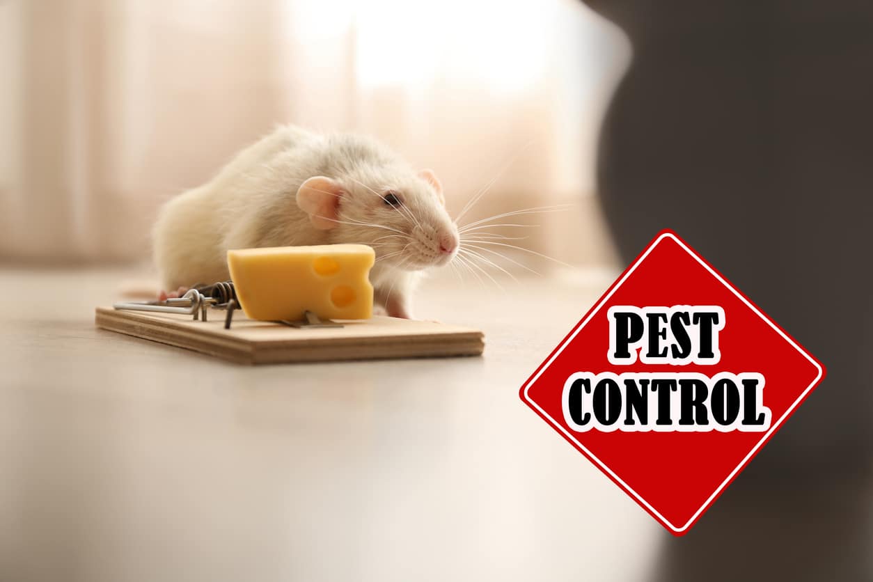 rodent-control-strategies