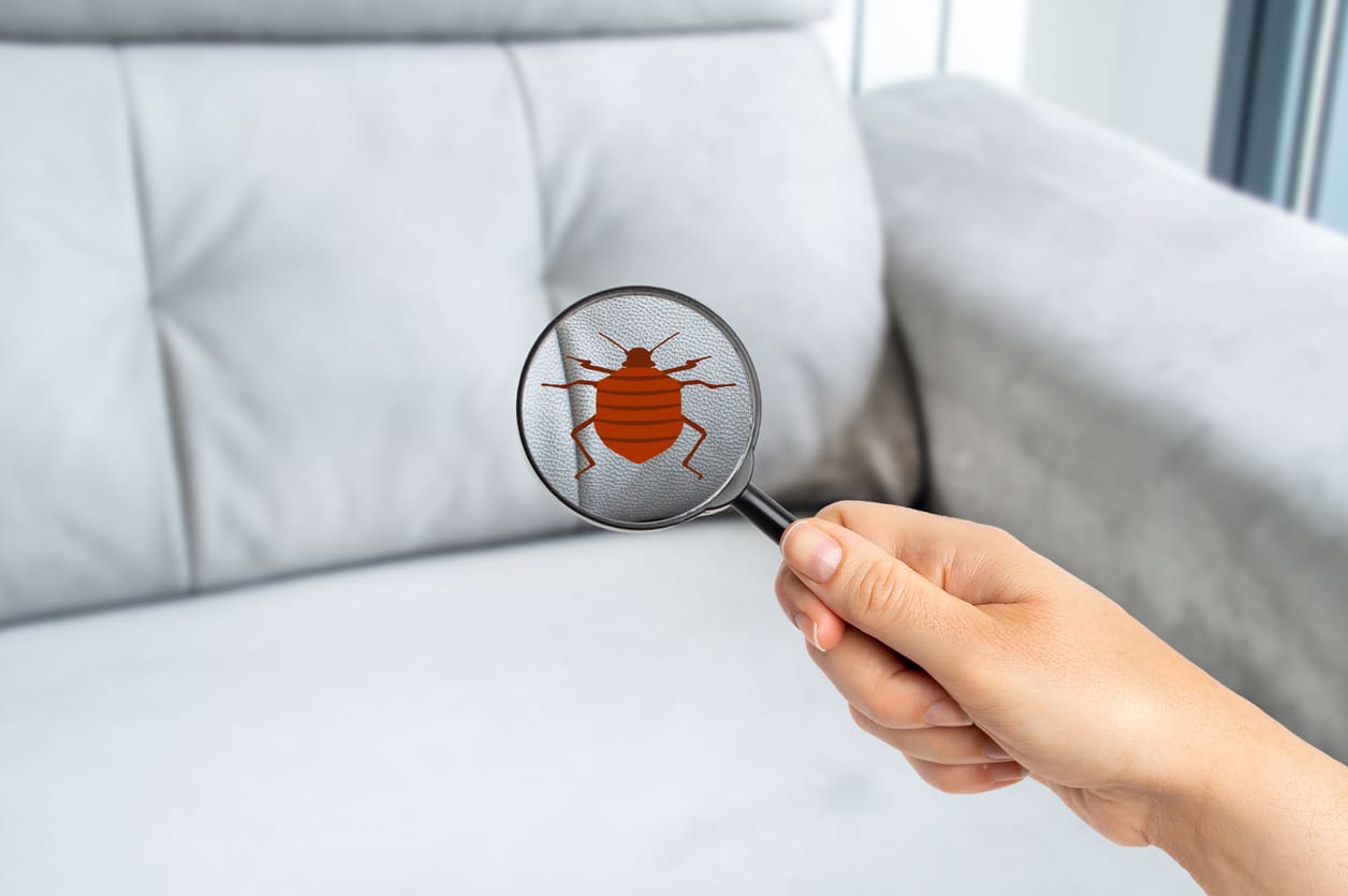 bed-bug-bite-pest-control-in-Eau-Claire-WI