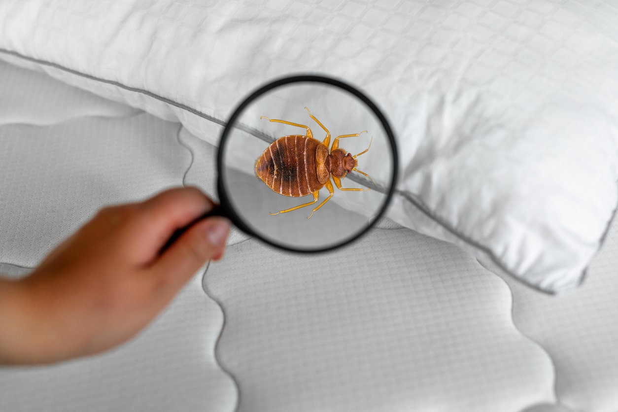 pest control for bed bugs from your Eau Claire