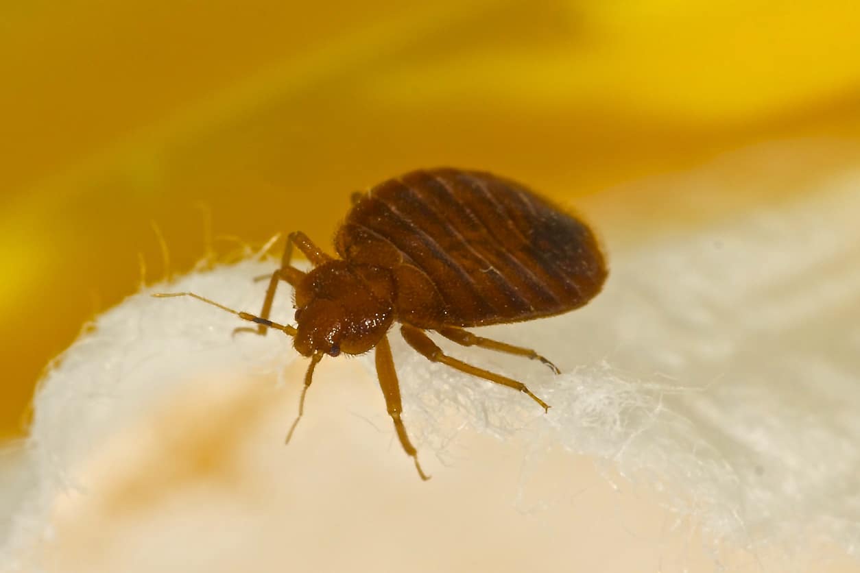 bed-bug-bite-pest-control-eau-claire-wi