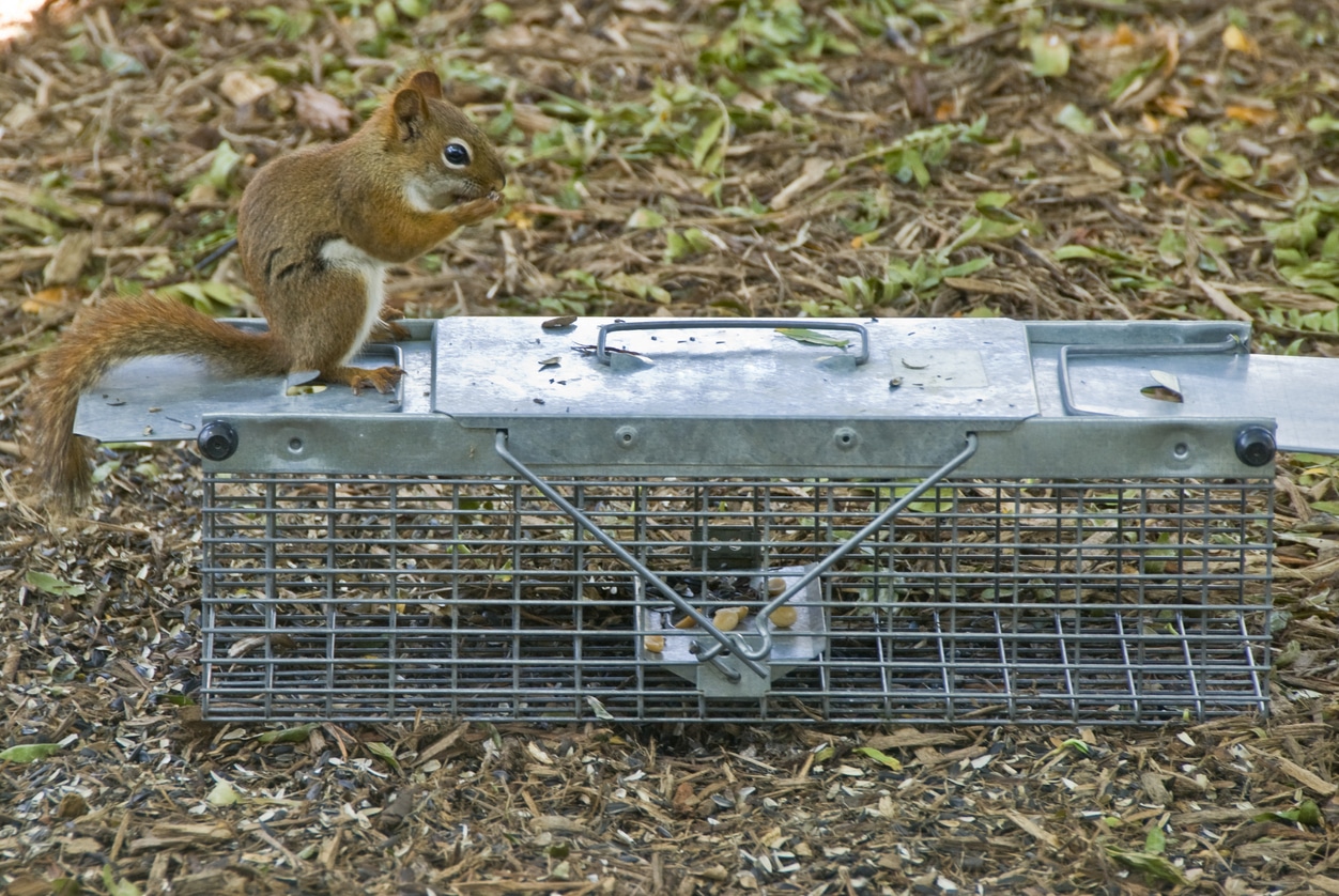 squirrel-pest-control eau-claire-wi