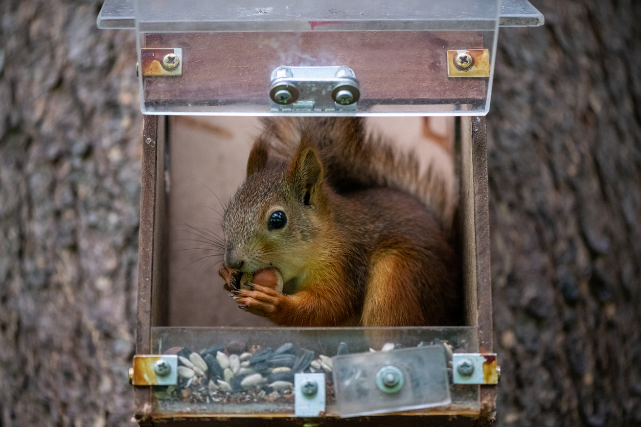 squirrel control services