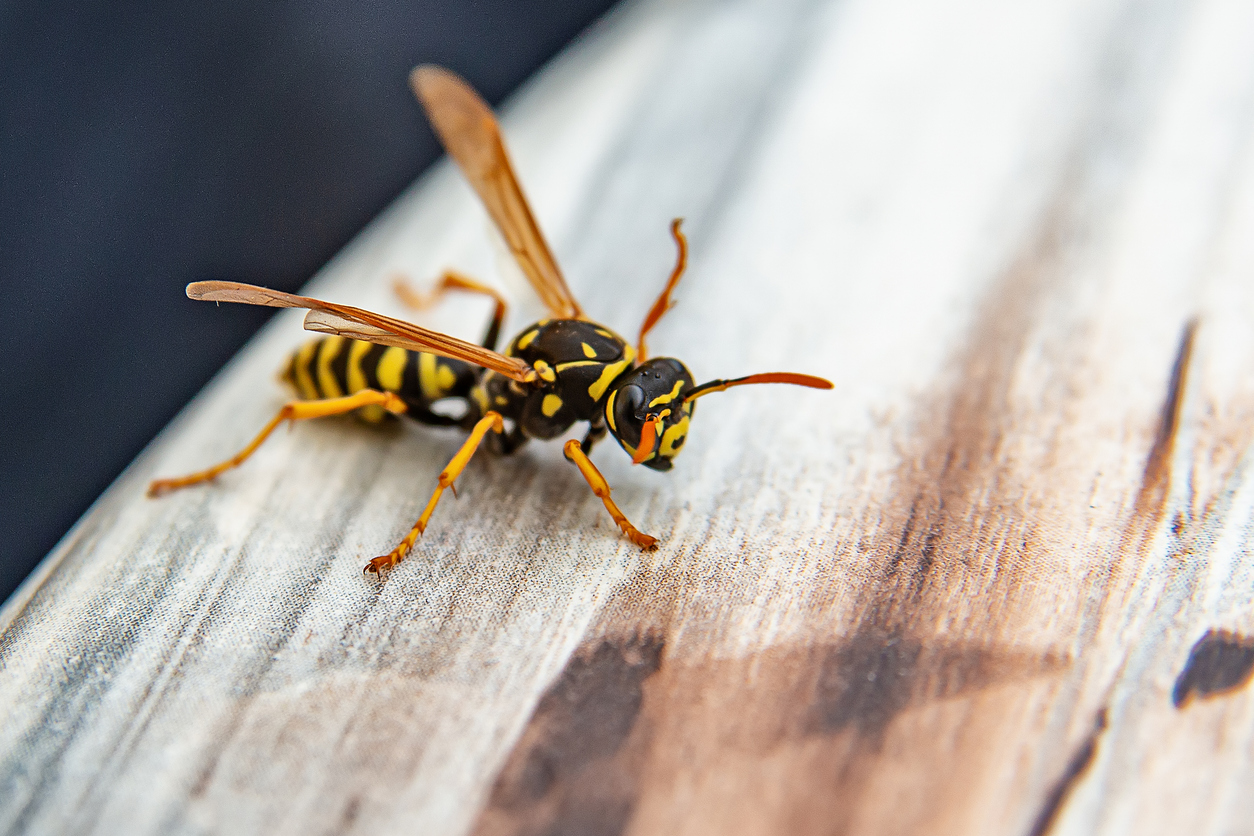 stinging insect pest control eau claire wi