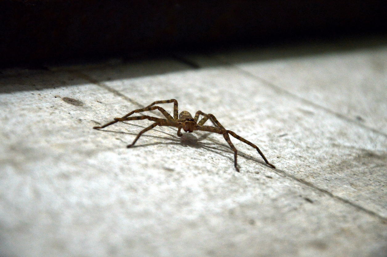 spiders pest control eau claire wi